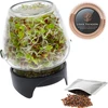 Germinador de tarro Twist-off + semillas - 4 