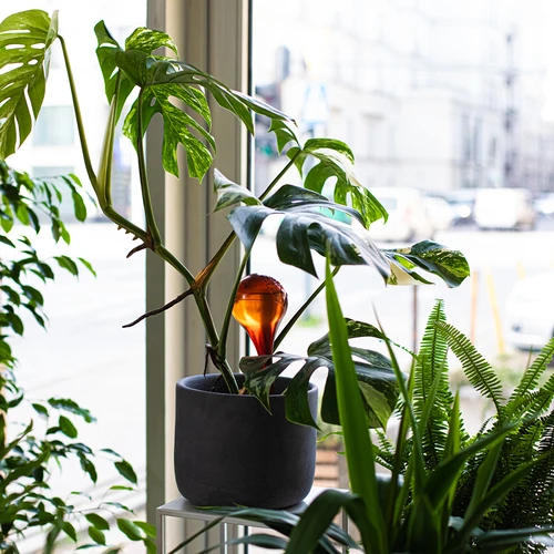 Bolas de riego TRANSPARENTES ÁMBAR 2uds. - 11