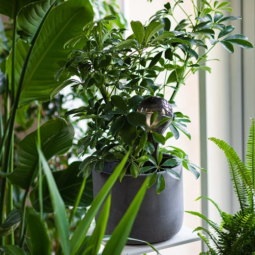 Bolas de riego TRANSPARENTES NEGRAS 4 uds. - 9