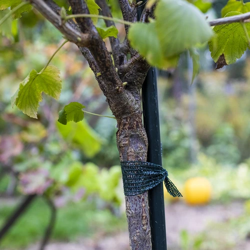 Cinta para atar plantas PE 3 cm x 50 m - 3