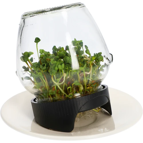 Germinador de frascos Twist-off + 5 semillas - 8
