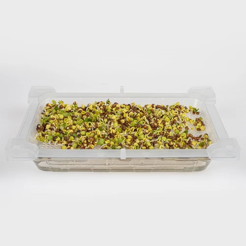 Germinador Zielona Czuprynka + semillas - 9