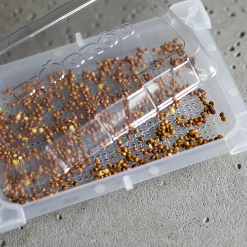 Germinador Zielona Czuprynka + semillas - 7