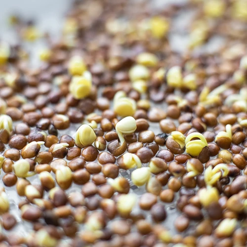 Germinador Zielona Czuprynka + semillas - 8