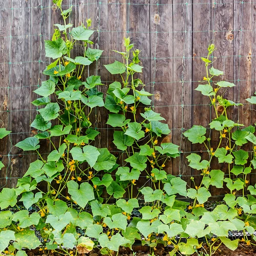Malla para plantas trepadoras: 2 x 20m - 5